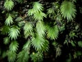 Tropical Moss in rainforest asia Royalty Free Stock Photo