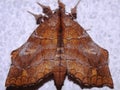 a tropical moth unidentified family