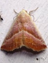 a tropical moth unidentified family