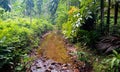 Tropical mountain stream