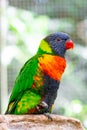 Tropical multicolor rainbow lorikeet, closeup bird portrait Royalty Free Stock Photo