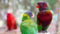 Tropical multicolor rainbow lorikeet, closeup bird portrait Royalty Free Stock Photo