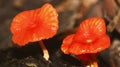 Tropical Mushroom, Amazonia
