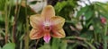 Tropical native Orchid Papua New Guines Royalty Free Stock Photo