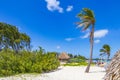 Tropical natural beach 88 palm tree Playa del Carmen Mexico Royalty Free Stock Photo