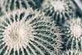 Tropical natural green cactus, top view. Abstract natural pattern texture, exotic prickly background Royalty Free Stock Photo