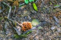 Moss mushrooms fungi lichens hiking trail natural tropical jungle Brazil Royalty Free Stock Photo