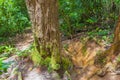 Hiking trail in natural tropical jungle forest Ilha Grande Brazil Royalty Free Stock Photo