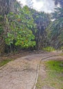 Tropical natural jungle forest palm trees Tulum Mayan ruins Mexico Royalty Free Stock Photo