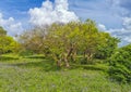 Tropical natural jungle forest palm trees Tulum Mayan ruins Mexico Royalty Free Stock Photo