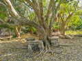 Tropical natural jungle forest palm trees Tulum Mayan ruins Mexico Royalty Free Stock Photo