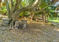 Tropical natural jungle forest palm trees Tulum Mayan ruins Mexico Royalty Free Stock Photo