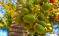 Palm tree red green palm dates nuts seeds betel nuts Royalty Free Stock Photo