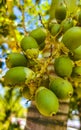 Palm tree red green palm dates nuts seeds betel nuts Royalty Free Stock Photo