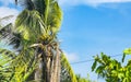 Tropical natural palm tree palms blue sky in Mexico