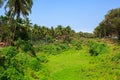 Tropical nature in the area of hotels near Candolim Beach, Goa, India. Royalty Free Stock Photo