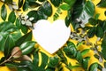 Tropical nature background with green leaves and white heart shaped paper for copy space. Top view. Flat lay. Creative advertising Royalty Free Stock Photo