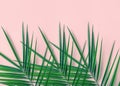 Tropical nature background. Spiky feathery green palm leaves on light pink wall background. Room house plant interior decoration