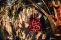 Palm tree with bunch of red dates Royalty Free Stock Photo