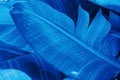 Tropical nature botanical background big feathery banana palm leaves in trendy classic blue color. Beautiful wallpaper poster