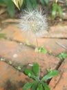 Dandelion Flower capture