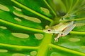 Tropical nature in forest. Olive Tree Frog, Scinax elaeochroa, sitting on big green leaf. Frog with big eye. Night behavior in Royalty Free Stock Photo