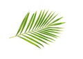 Tropical nature green palm leaf isolated on white pattern background Royalty Free Stock Photo