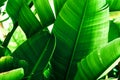 Tropical nature greenery background. Thicket of palm trees with big leaves. Saturated vibrant emerald green color Royalty Free Stock Photo