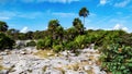 Tulum: Tropical nature and leaves