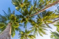Tropical nature scene. Palm trees and blue sky. Summer holiday and vacation concept. Royalty Free Stock Photo