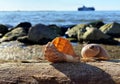 tropical nature sea landscape   sunset sea  seashells on  stone rock  blue  sea summer  sunset sun reflection on water wave exoti Royalty Free Stock Photo