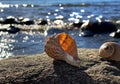 Tropical nature sea landscape   sunset sea  seashells on  stone rock  blue  sea summer  sunset sun reflection on water wave exoti Royalty Free Stock Photo