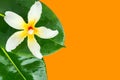 Tropical nature summer background big green wet leaves white exotic flower on bright orange backdrop Royalty Free Stock Photo