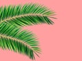 Tropical nature summer background with green dangling spiky palm leaves leaves on pastel pink backdrop. Botanical poster template