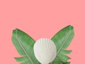 Tropical Nature Summer Background With Green Palm Tree Foliage Leaves White Sea Shell On Pastel Pink Backdrop