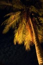 Tropical night Royalty Free Stock Photo