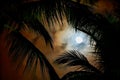 Tropical night Royalty Free Stock Photo