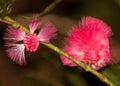 Tropical Night flower