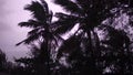 Tropical Night Storm on Zanzibar. Silhouette of Palm Trees Against Dark Night Sky with Lightning at Background