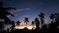 Tropical night view of palm trees and sunset sky Royalty Free Stock Photo