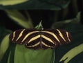 Tropical noble butterfly on leaves