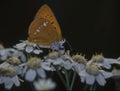 tropical noble butterfly