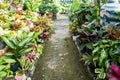 Tropical garden with aglaonema, philodendron, Dieffenbachia and syngonium Plant