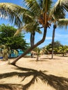 Tropical oasis on the Caribbean coast.