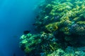 Tropical ocean life. Coral reef full of fish floating under water surface. Sunbeams light through ripples. Royalty Free Stock Photo