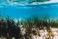 Tropical ocean with sand and sea weed is underwater. Indian ocean.