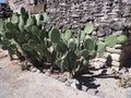 Tropical opuntia cactus plants in Mitla city at important archeological site of Zapotec culture in Oaxaca state, Mexico Royalty Free Stock Photo