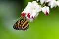 Tropical orange and black butterfly on exotic bleeding heart flowers with green background. Royalty Free Stock Photo