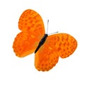tropical orange butterfly. isolated on white background Royalty Free Stock Photo