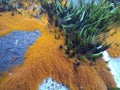 Tropical orange lichen and dark green spiky moss on rock macro Royalty Free Stock Photo